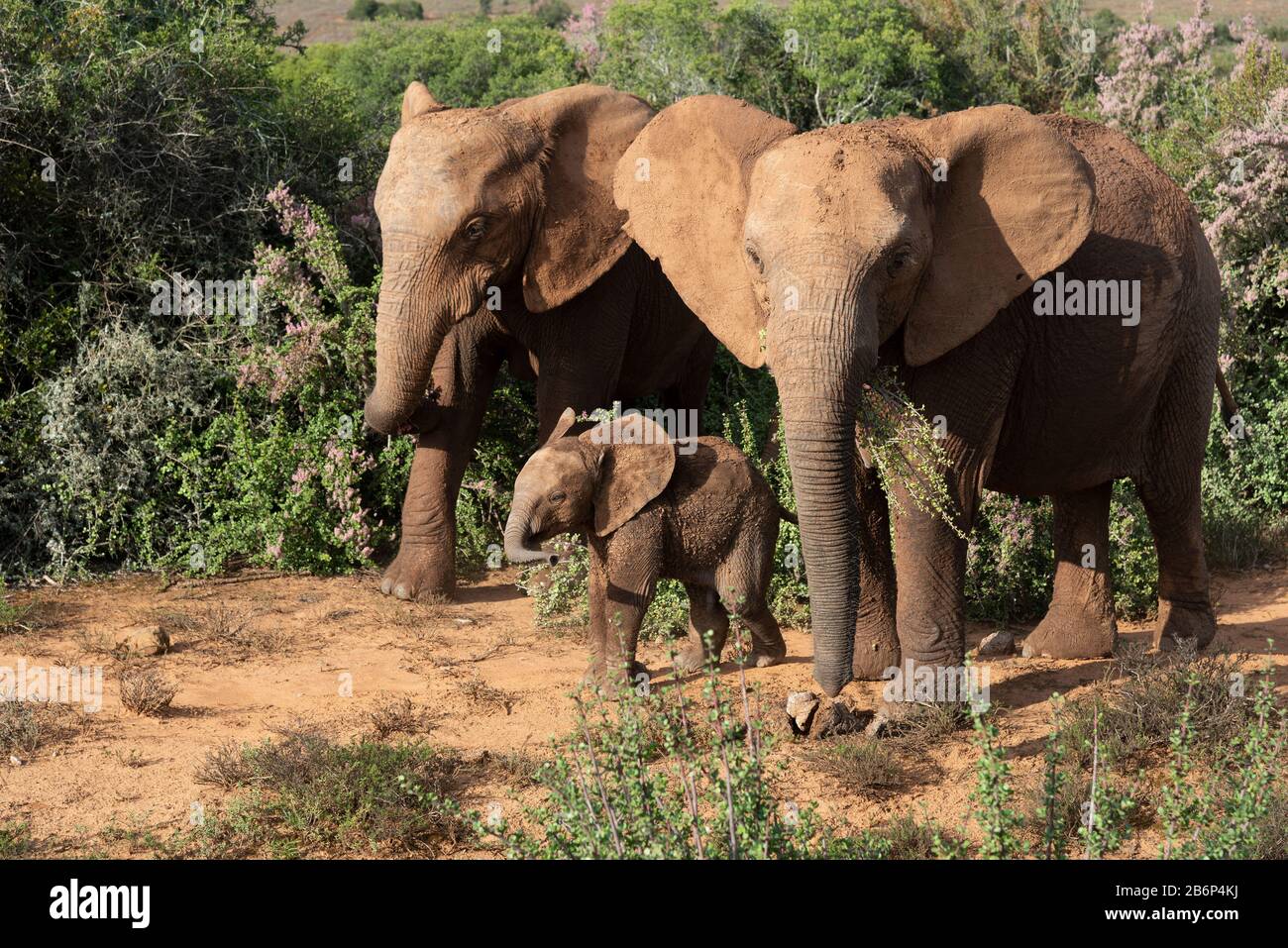 Muddy elephants and calf walking through the bush in the Addo Elephant National Park, Eastern Cape, South Africa Stock Photo