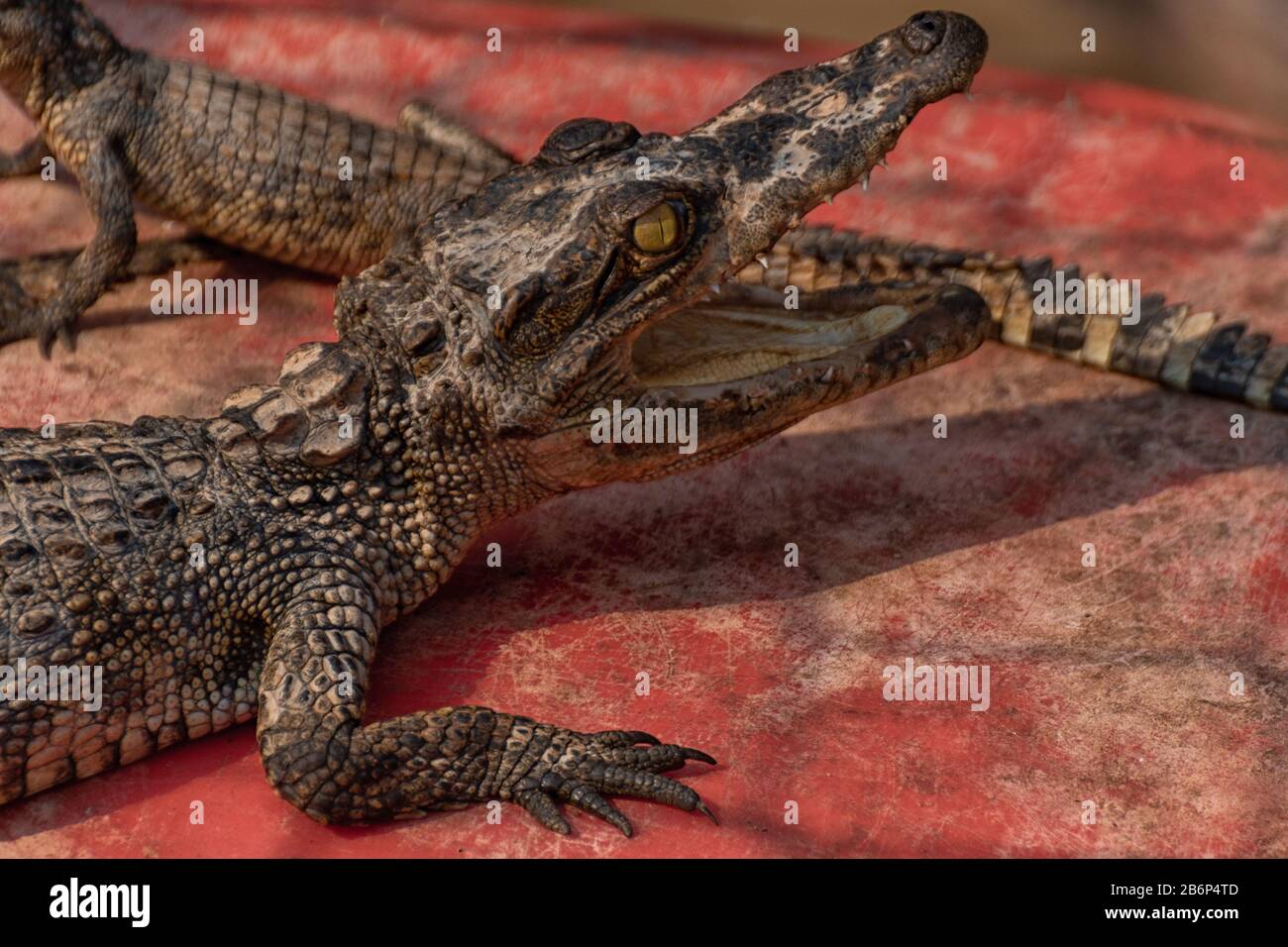 baby crocodiles on a crocodile farm Stock Photo