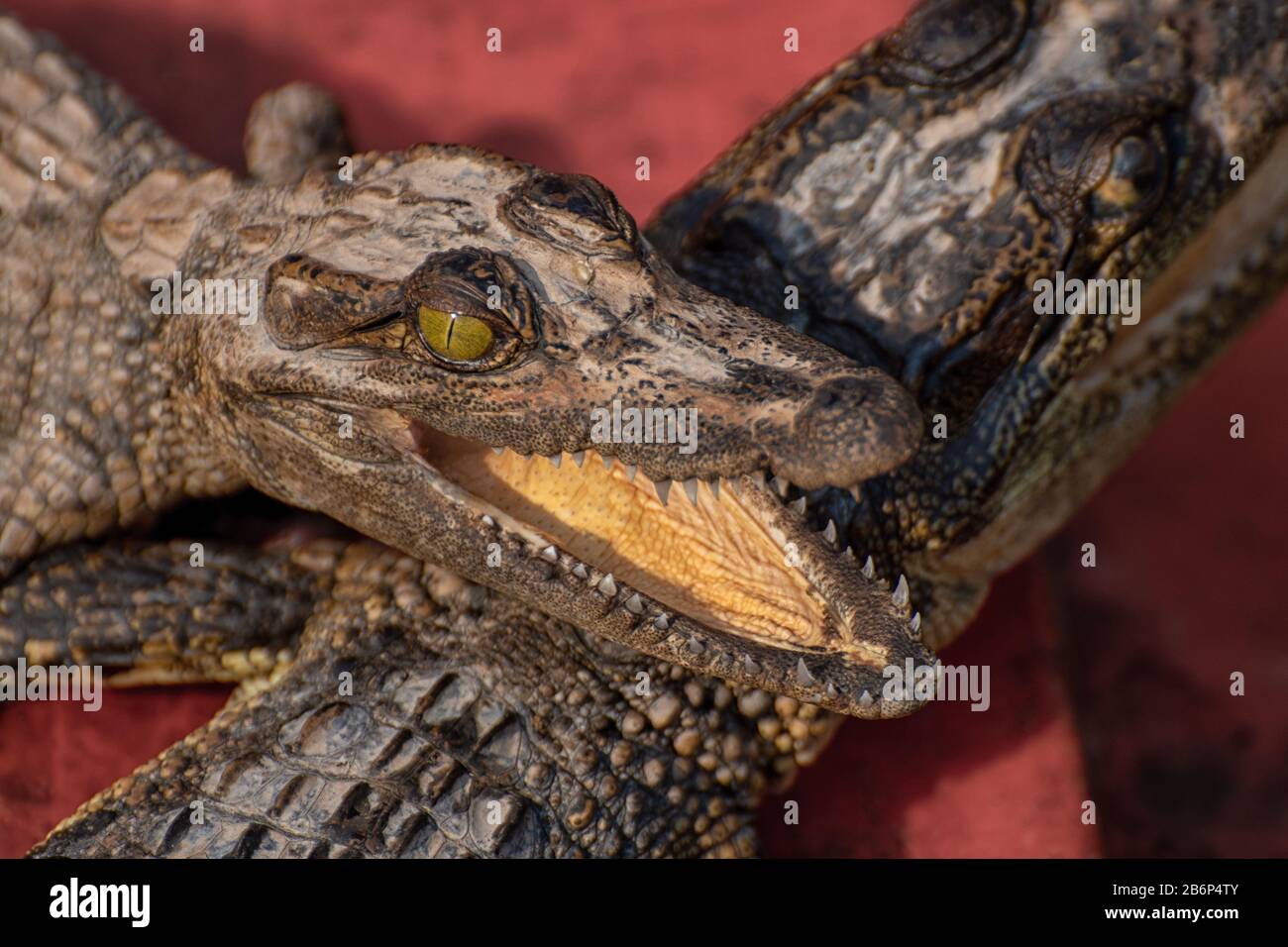 baby crocodiles on a crocodile farm Stock Photo