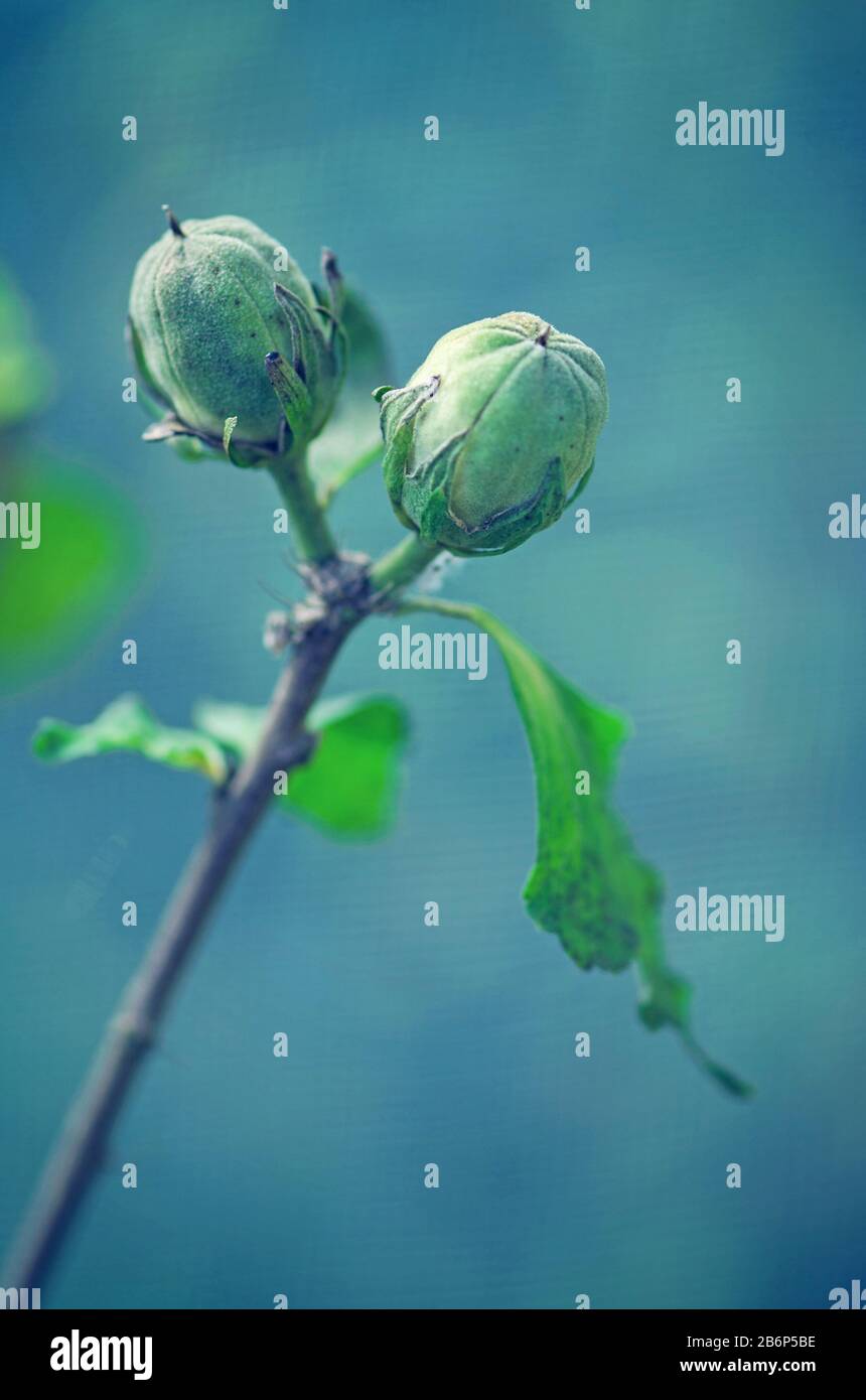 Collecting Hibiscus seeds from garden. How to collect Hibiscus flower