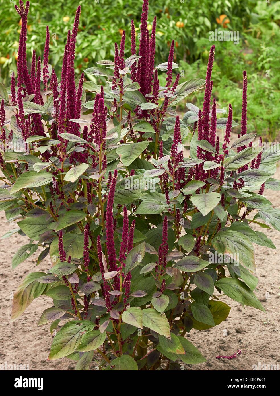 Red spinach plant in bloom, asian amaranth growing on bed in the garden at harvesting time, healthy herbal ingredient for vegan gluten free food, orga Stock Photo