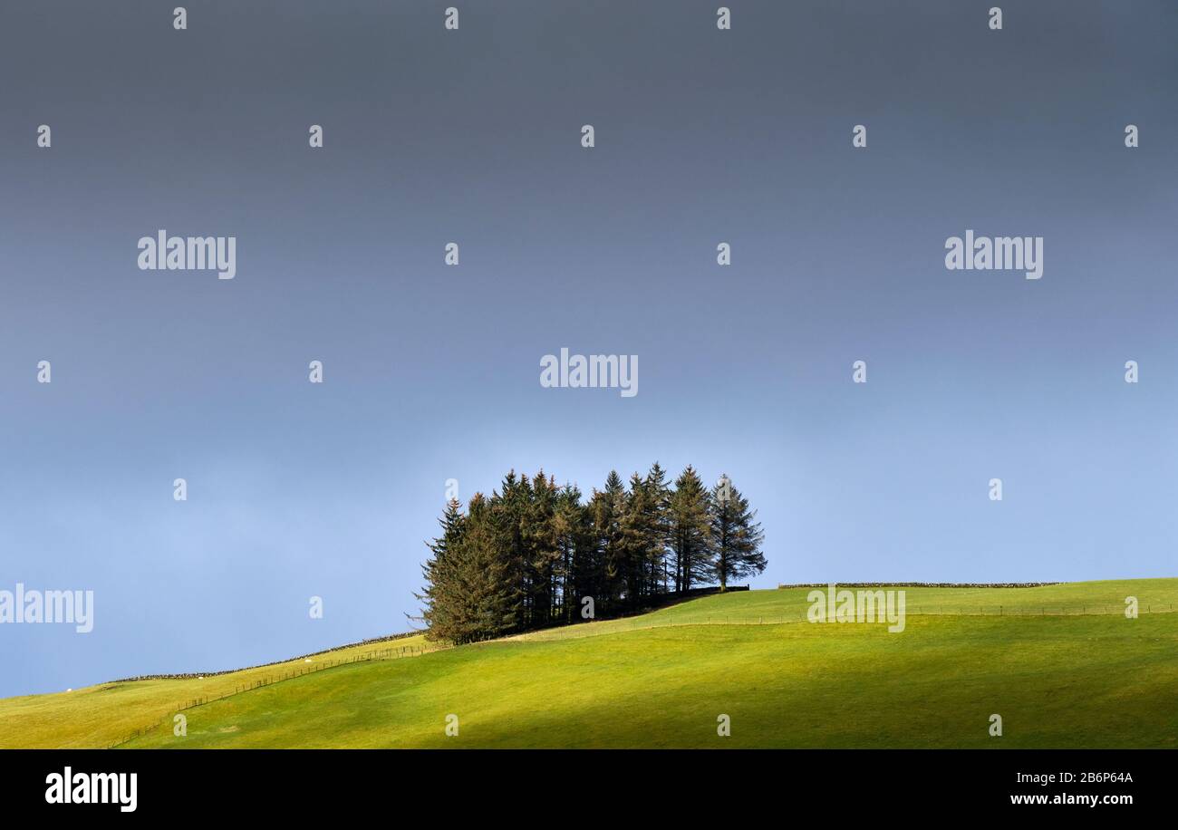 Sunlit trees near Dalmary, near Aberfoyle, Stirling, Scotland Stock Photo