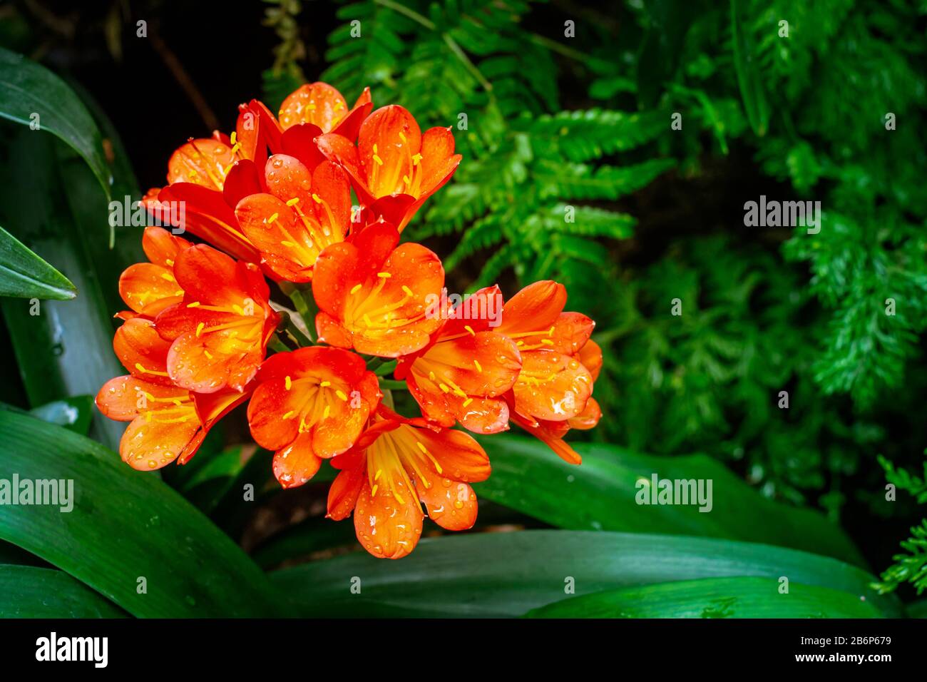 Clivia miniata, also known as Natal lily, bush lily or Kaffir lily, an evergreen perenial native to South Africa with striking orange, fiery, trumpet- Stock Photo