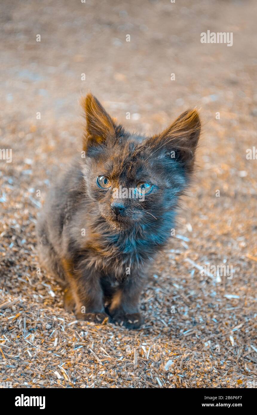 Street homeless cat. Baby stray cat. Wild kitten outdoor. Dirty street