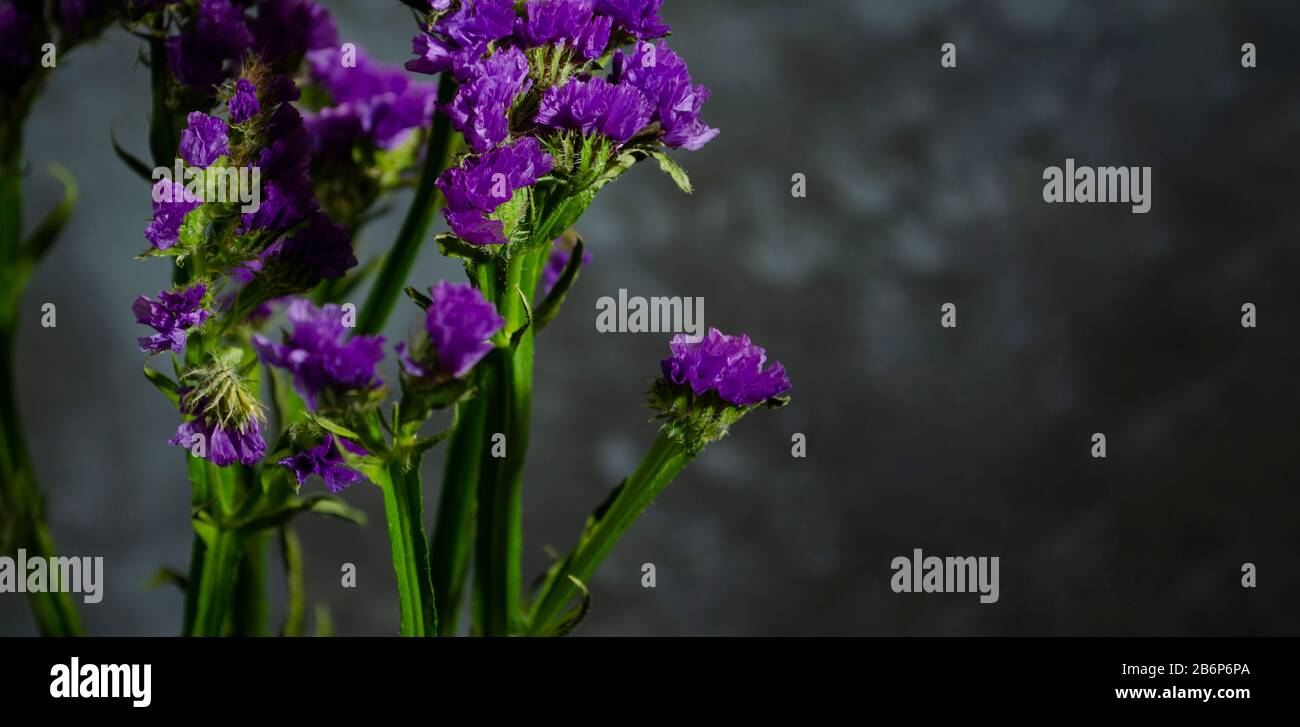 Wavyleaf sea lavender, Statice, Limonium. Blue flower closeup. Beautiful wildflowers. Stock Photo