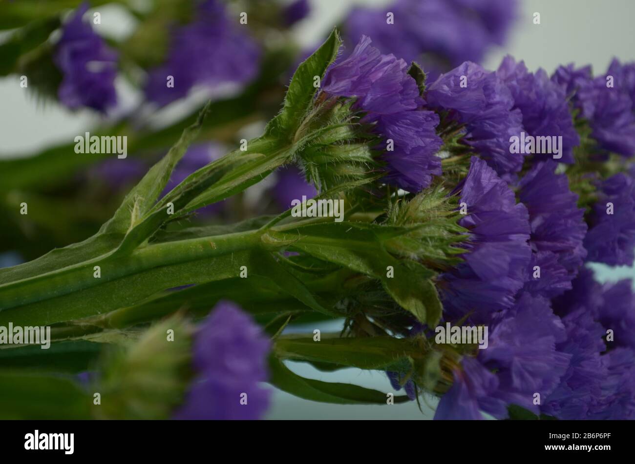 Wavyleaf sea lavender, Statice, Limonium. Blue flower closeup. Beautiful wildflowers. Stock Photo