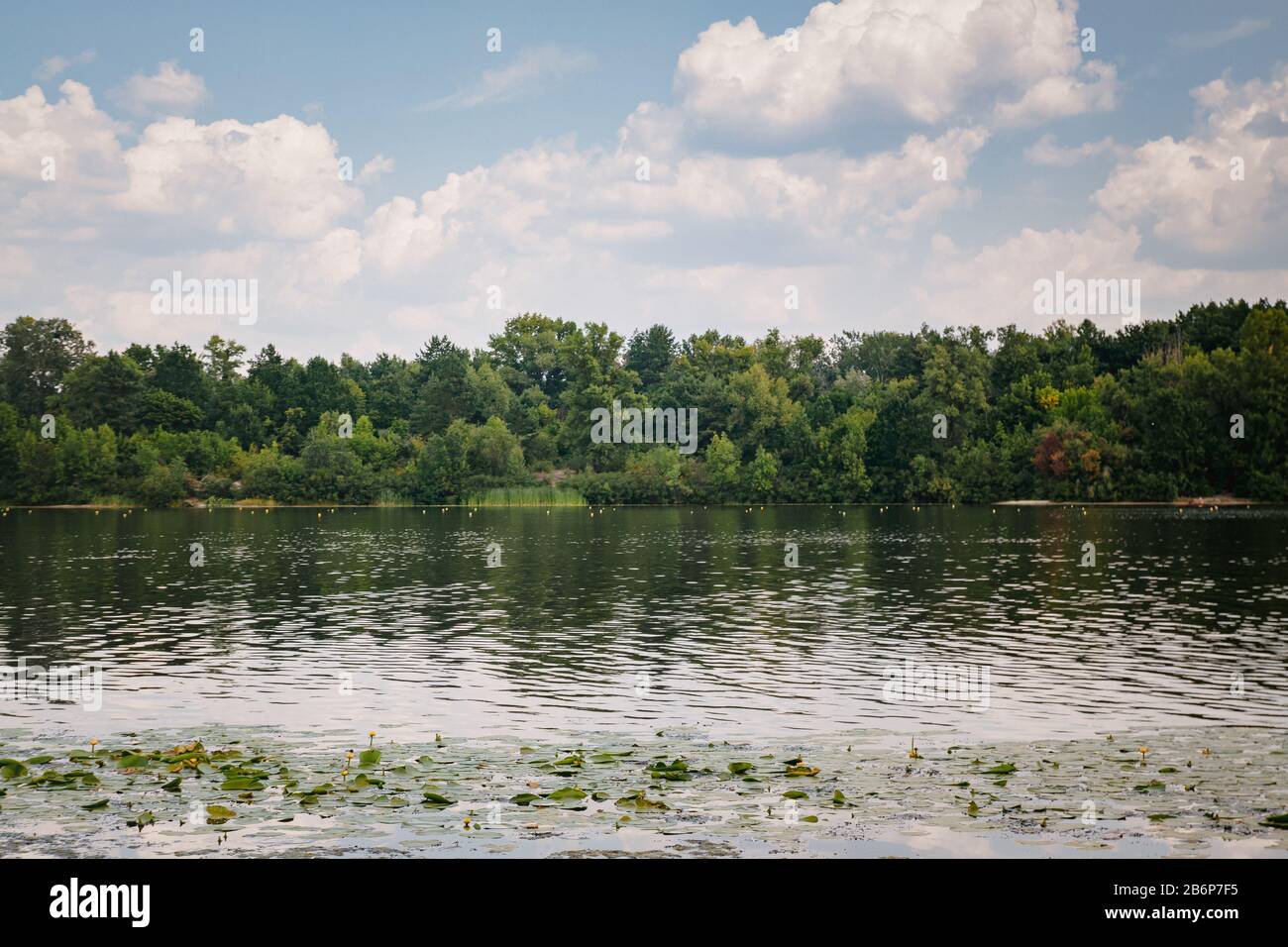 Summer landscape, green forest on the river bank with water lilies and ...