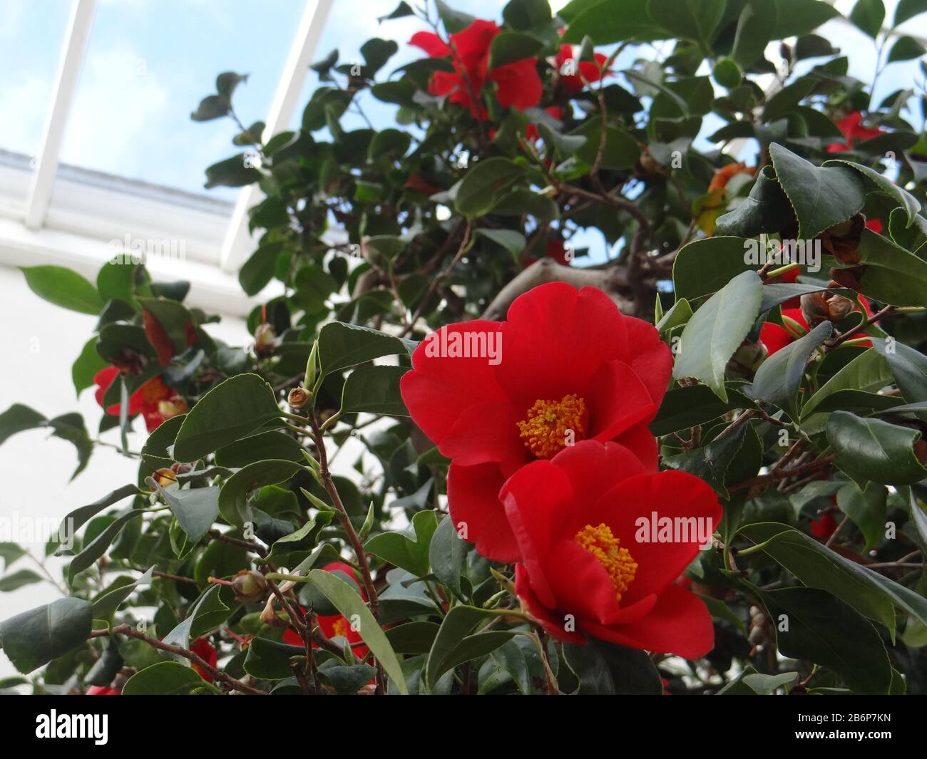 Camellia Show at Chiswick House and Gardens, London, UK Stock Photo Alamy