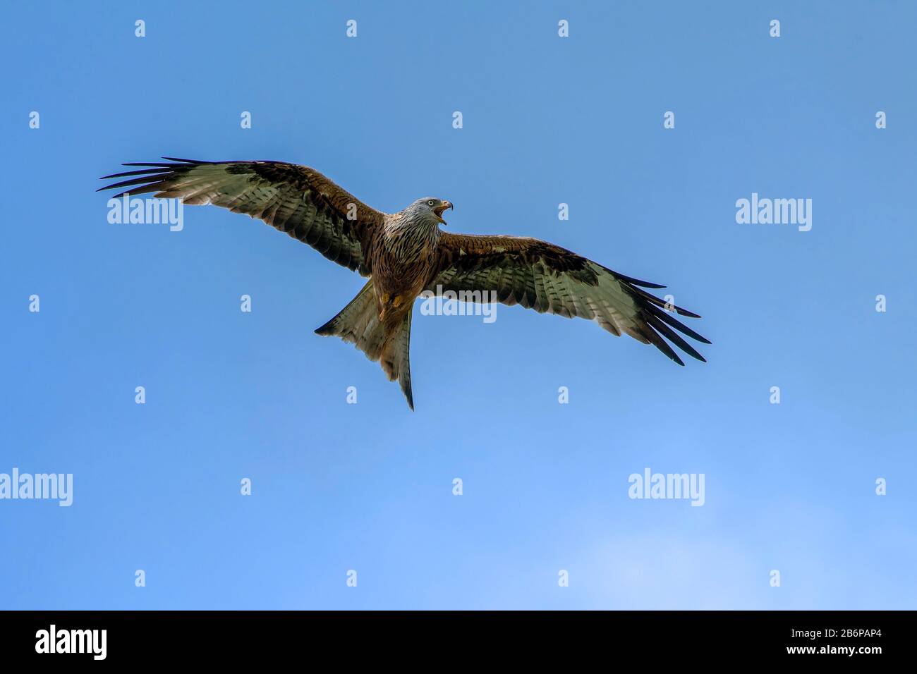 Red Kite-Milvus milvus calls in flight. Stock Photo