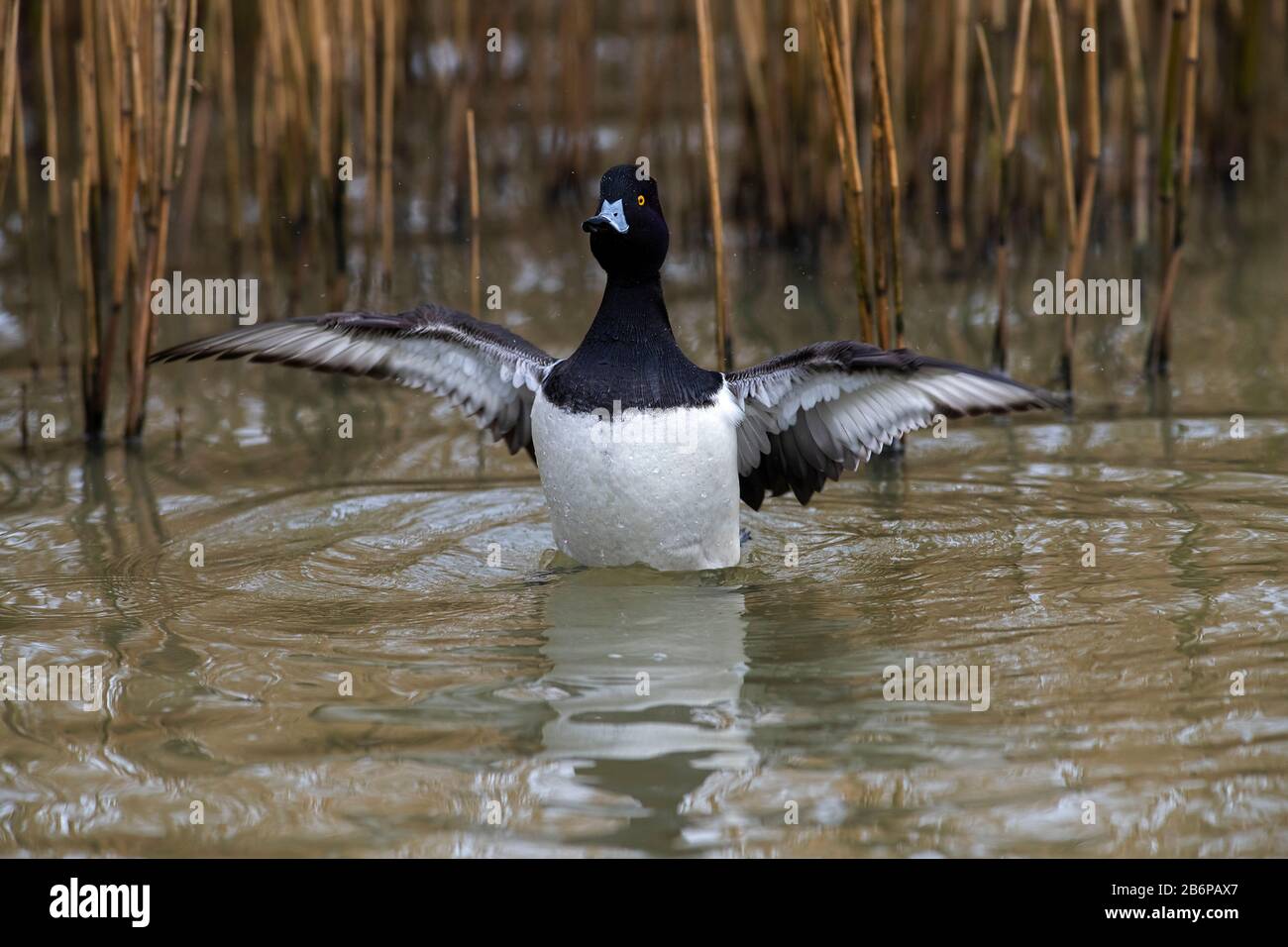 Male Tufted Duck-Aythya fuligula flaps its feathers. Winter. Stock Photo