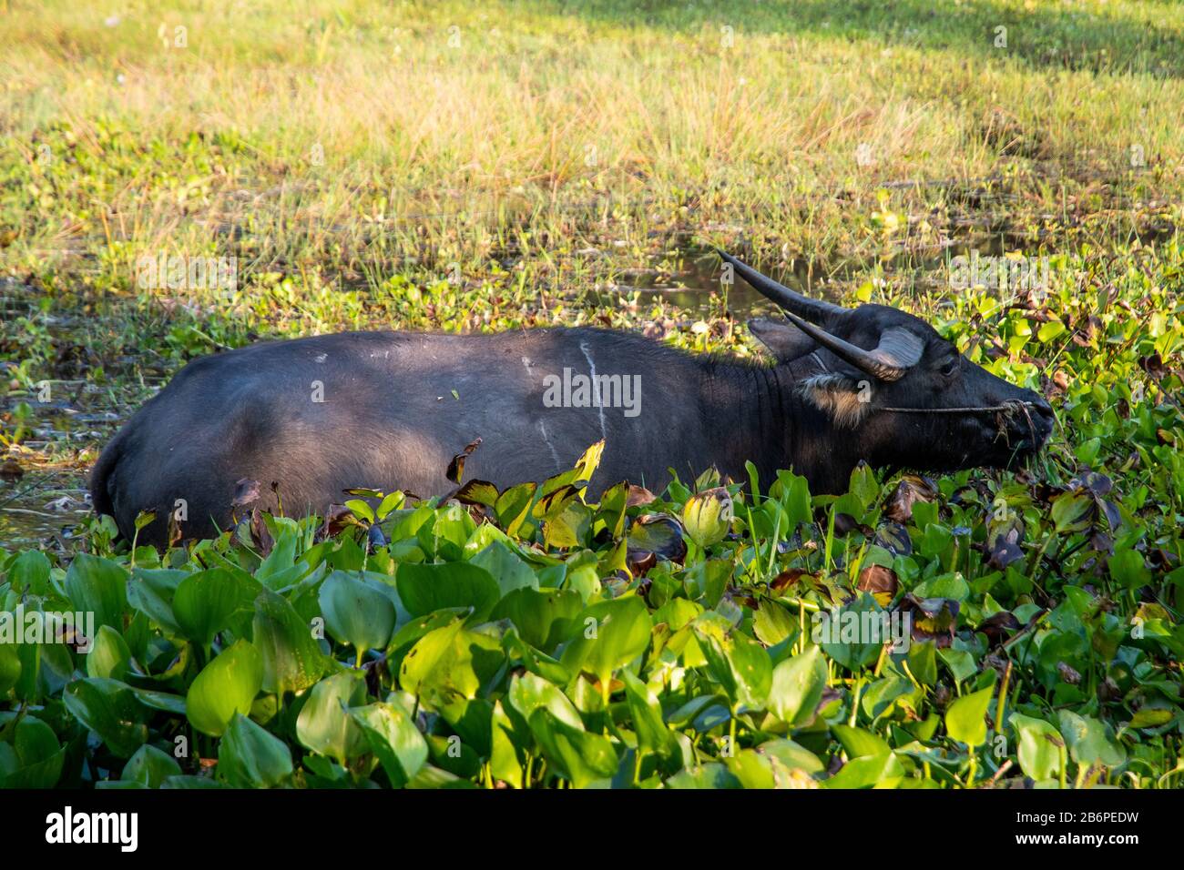 Water buffalo in the water in Cambodia Stock Photo Alamy