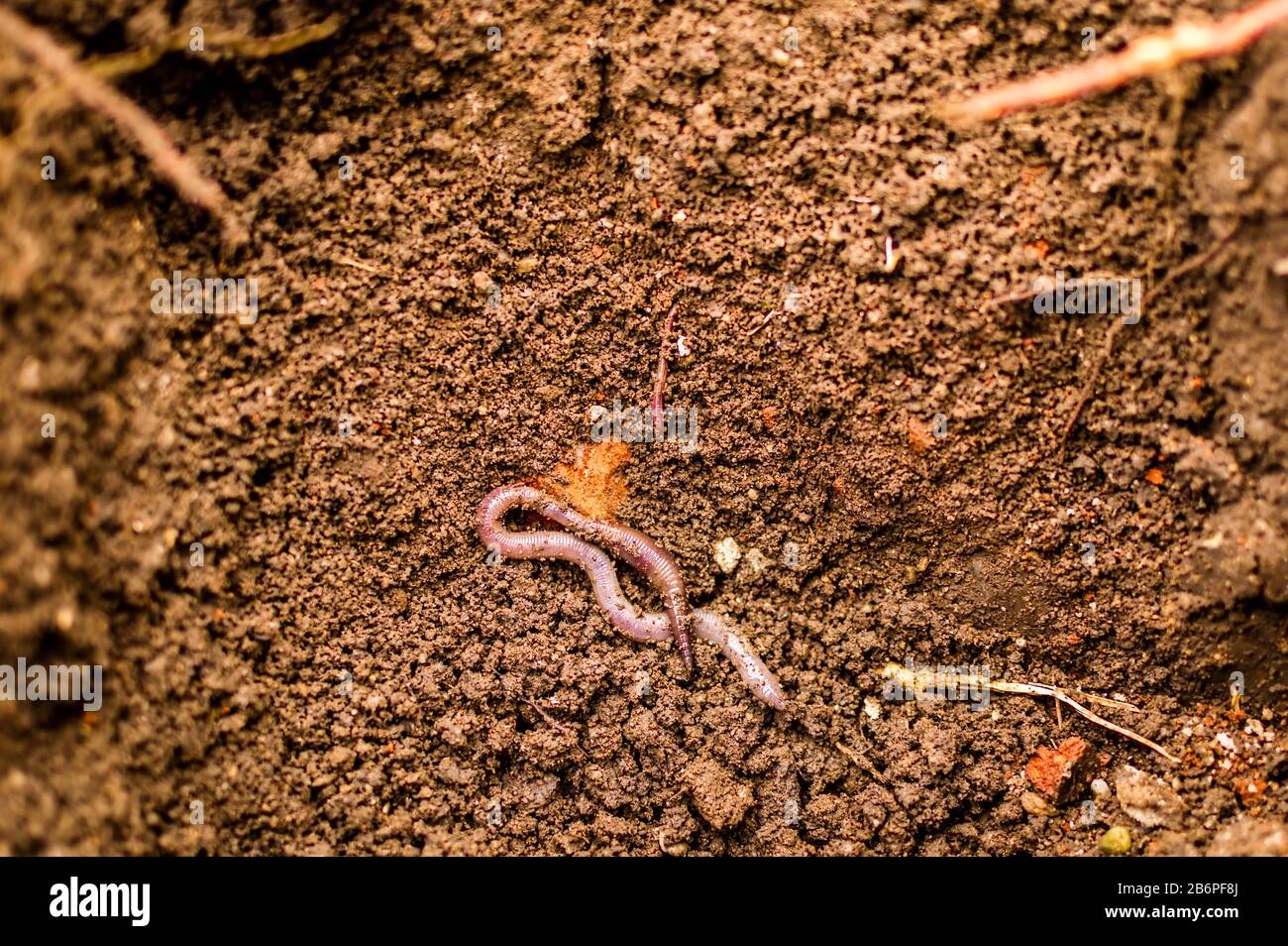 A worm begins to burrow into the ground, a close-up of an earthworm in natural conditions Stock Photo
