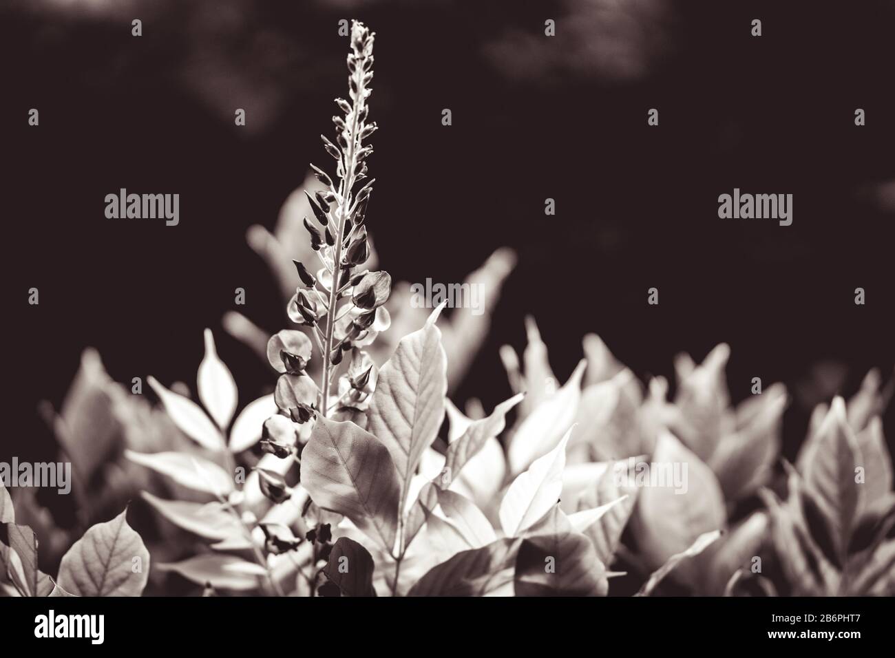 Close up of a beautiful purple flower with black background and green leaves Stock Photo