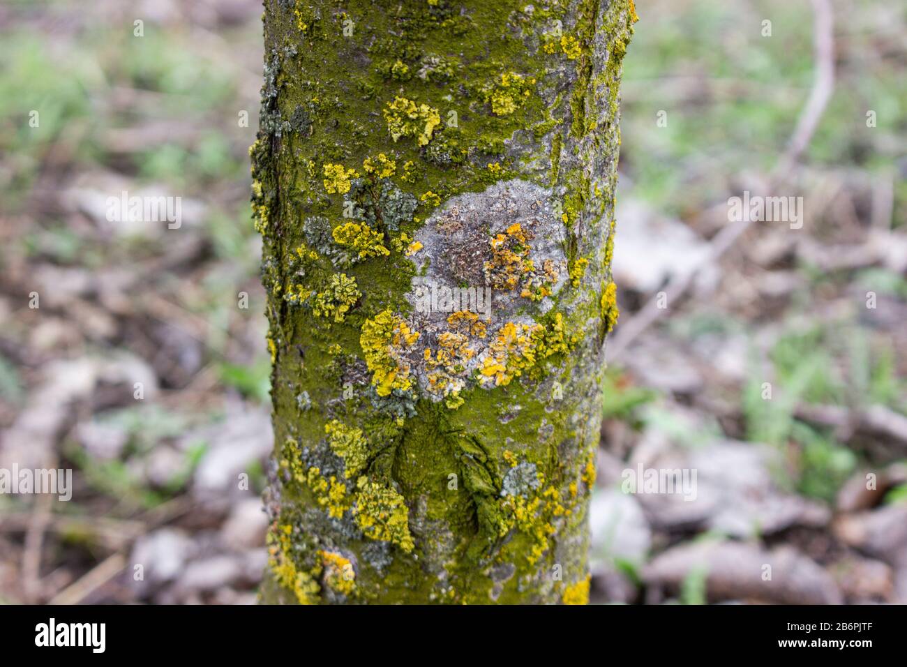 Spot lichen on apple tree trunk with green moss, tree disease, fungus branch of apple tree. Medicinal pruning of fruit trees. Stock Photo