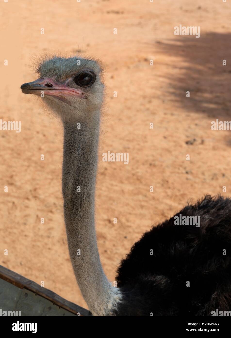 Ostrich with eyes open on ostrich farm in Oudtshoorn, South Africa Stock Photo