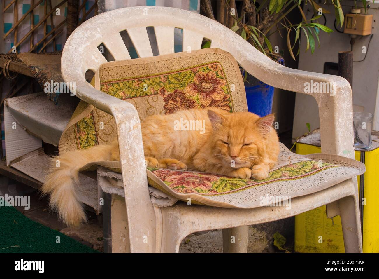 A street cat sleeps on a chair outside a shop on the island of Buyukada, one of the Prices' Islands, also known as Adalar, in the Sea of Marmara off t Stock Photo