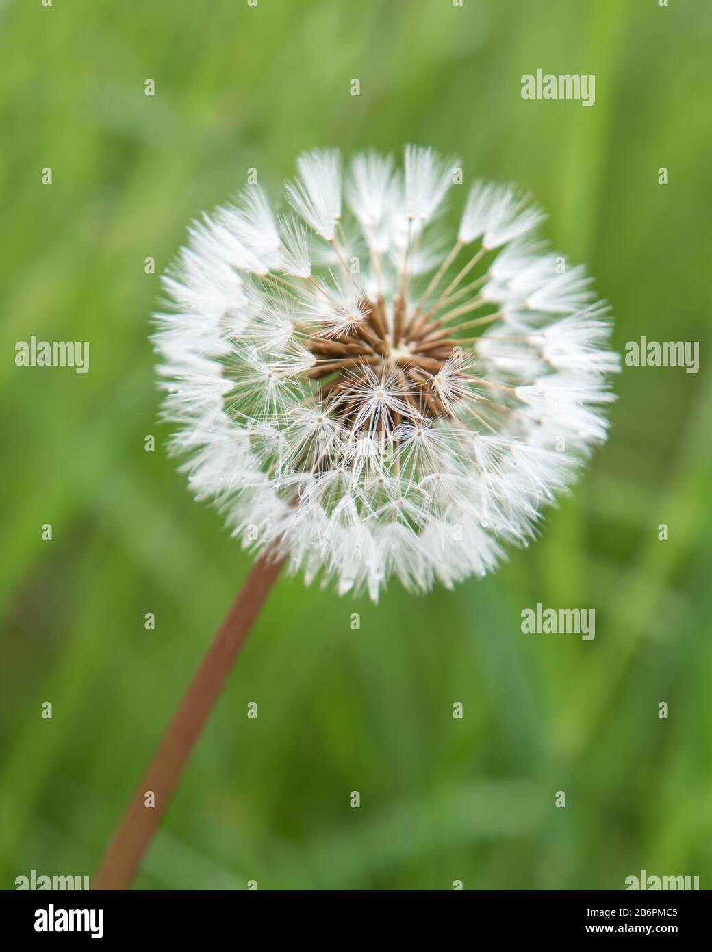 Closeup of one, fuzzy white Dandelion on a stem with a blurred light green background of long grass. Stock Photo