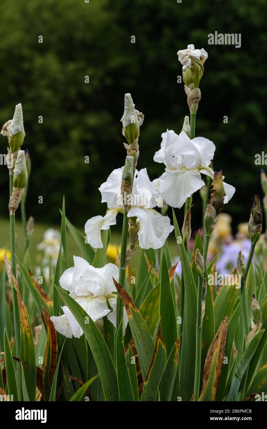 Beautiful, delicate group of White Bearded Iris flowers with some in bloom and some buds. Stock Photo