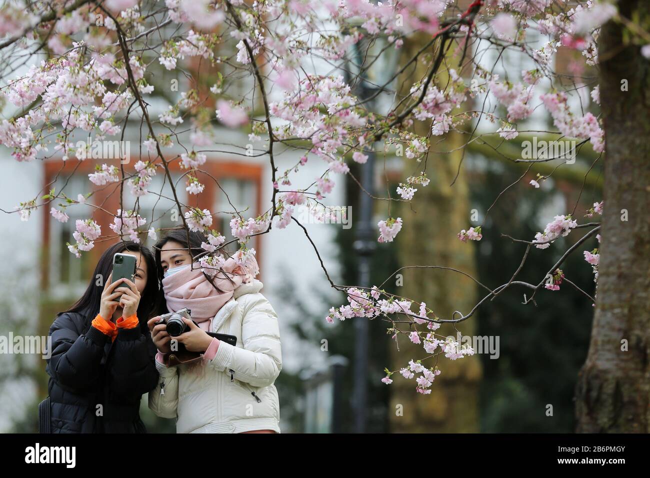 Cherry tree in st jamess park hi-res stock photography and images - Alamy