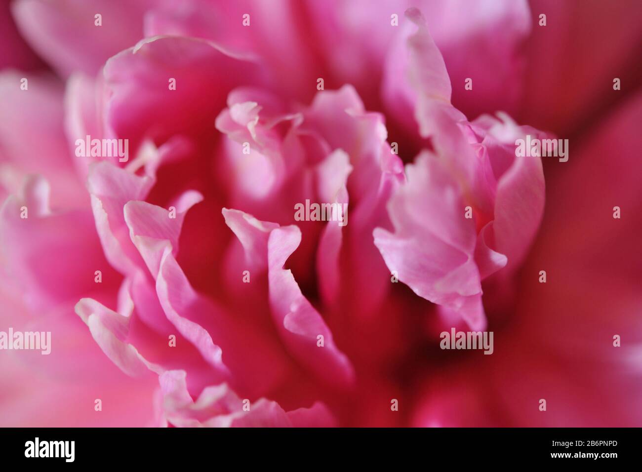 A closeup shot of peony petals Stock Photo