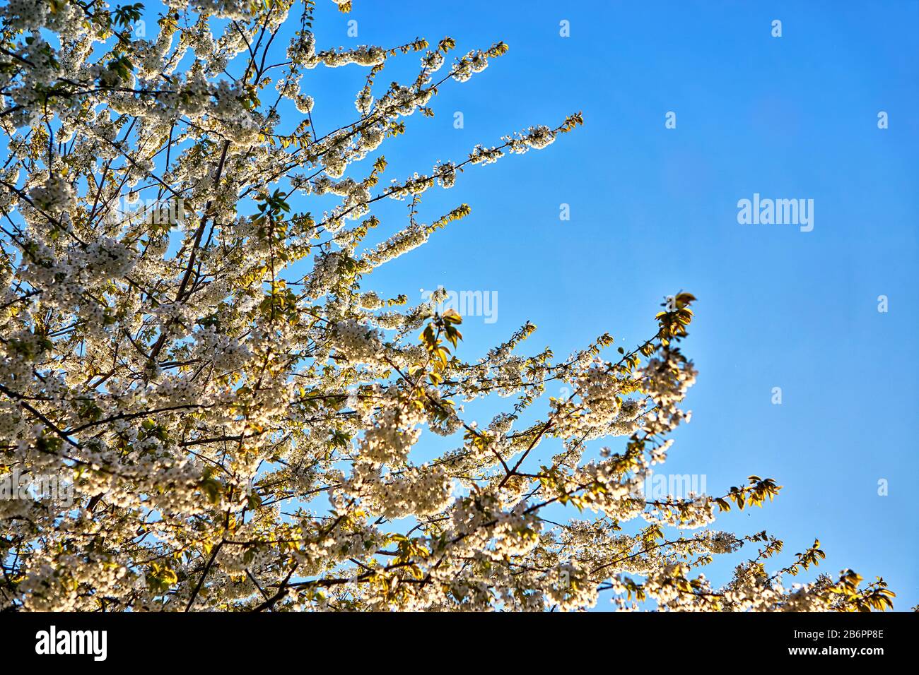 Beautiful cherry blossom sakura in spring with blue sky Stock Photo - Alamy