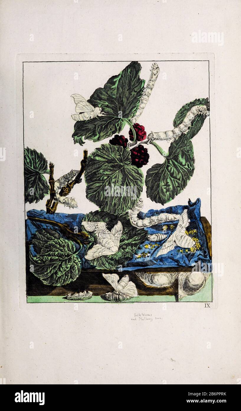 Handcoloured copperplate engraving drawn and etched by Jacob l'Admiral in Naauwkeurige Waarneemingen omtrent de veranderingen van veele Insekten (Accurate Descriptions of the Metamorphoses of Insects), J. Sluyter, Amsterdam, 1774. For the second edition, M. Houttuyn added another eight plates to the original 25. Stock Photo
