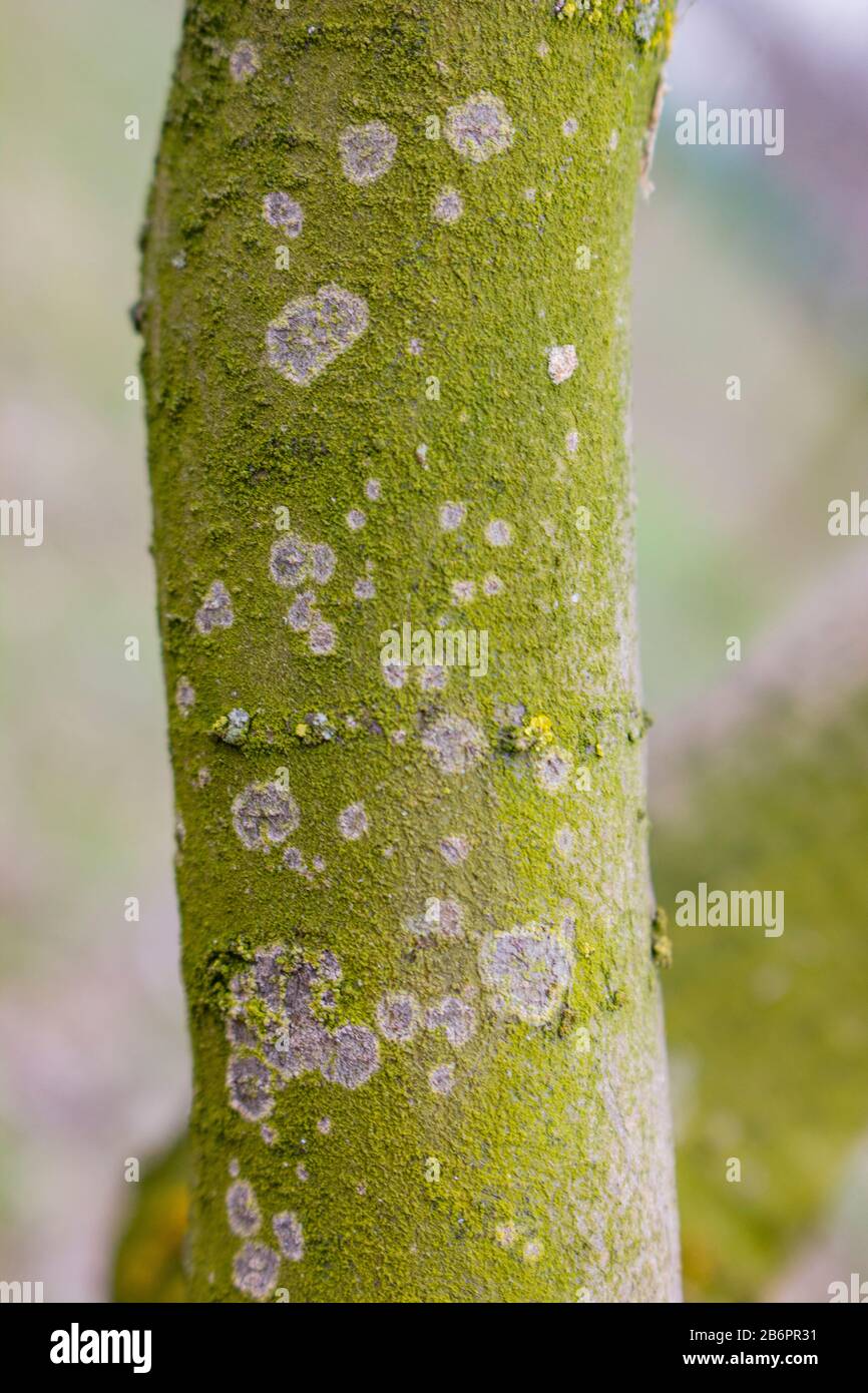 White spots on the trunk of apple trees with green moss, tree disease, fungus branch of the apple tree. Medicinal pruning of fruit trees. Stock Photo