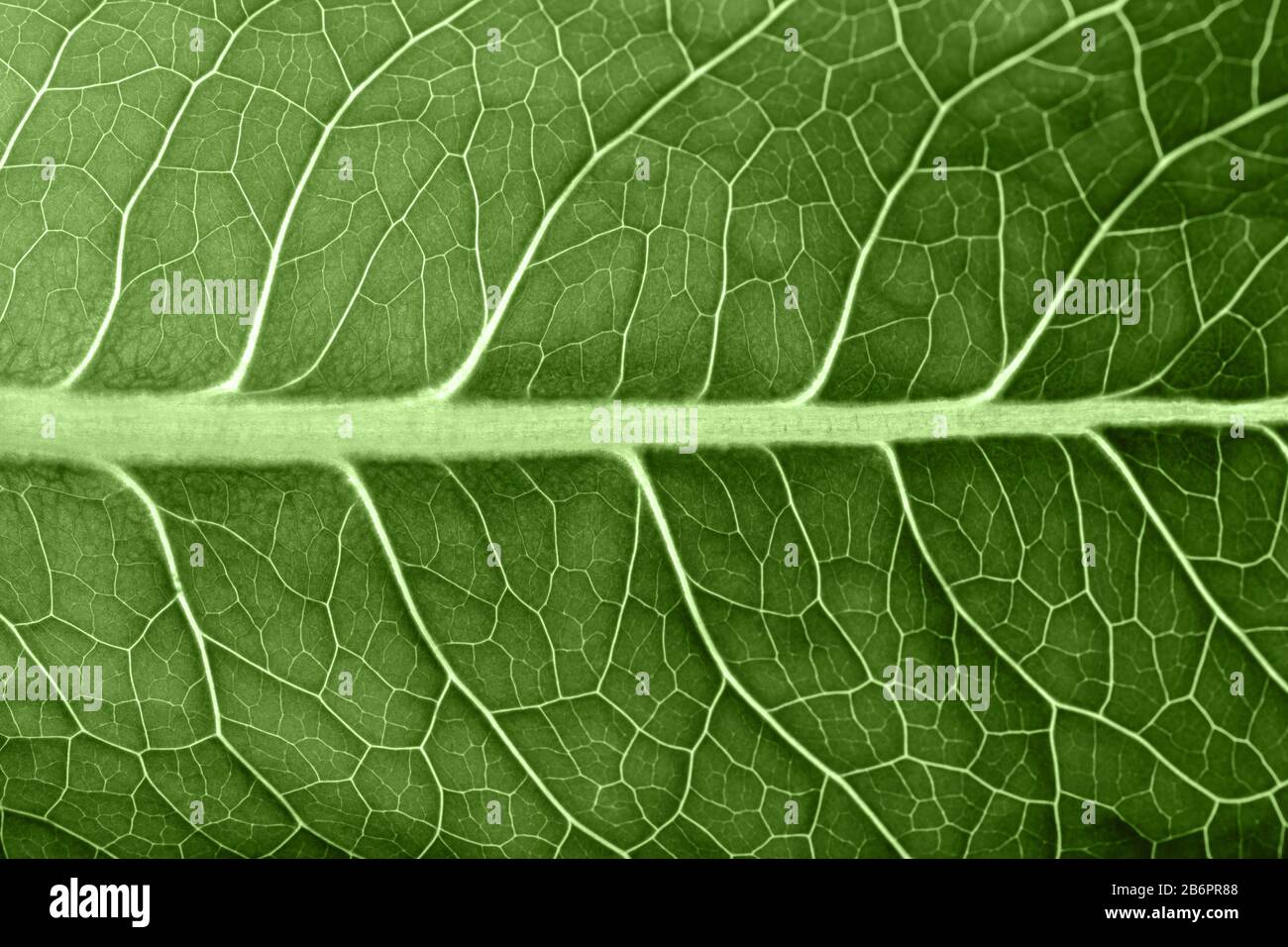 Green leaf macro texture in back light Stock Photo - Alamy