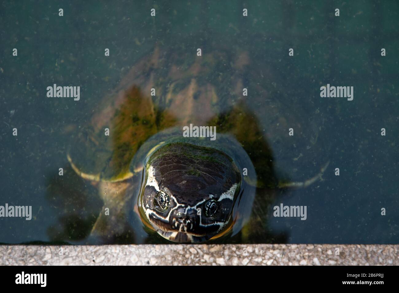 A water turtle looks out of the water Stock Photo
