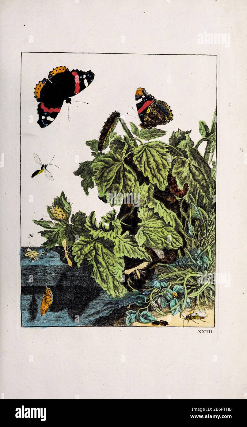 Handcoloured copperplate engraving drawn and etched by Jacob l'Admiral in Naauwkeurige Waarneemingen omtrent de veranderingen van veele Insekten (Accurate Descriptions of the Metamorphoses of Insects), J. Sluyter, Amsterdam, 1774. For the second edition, M. Houttuyn added another eight plates to the original 25. Stock Photo