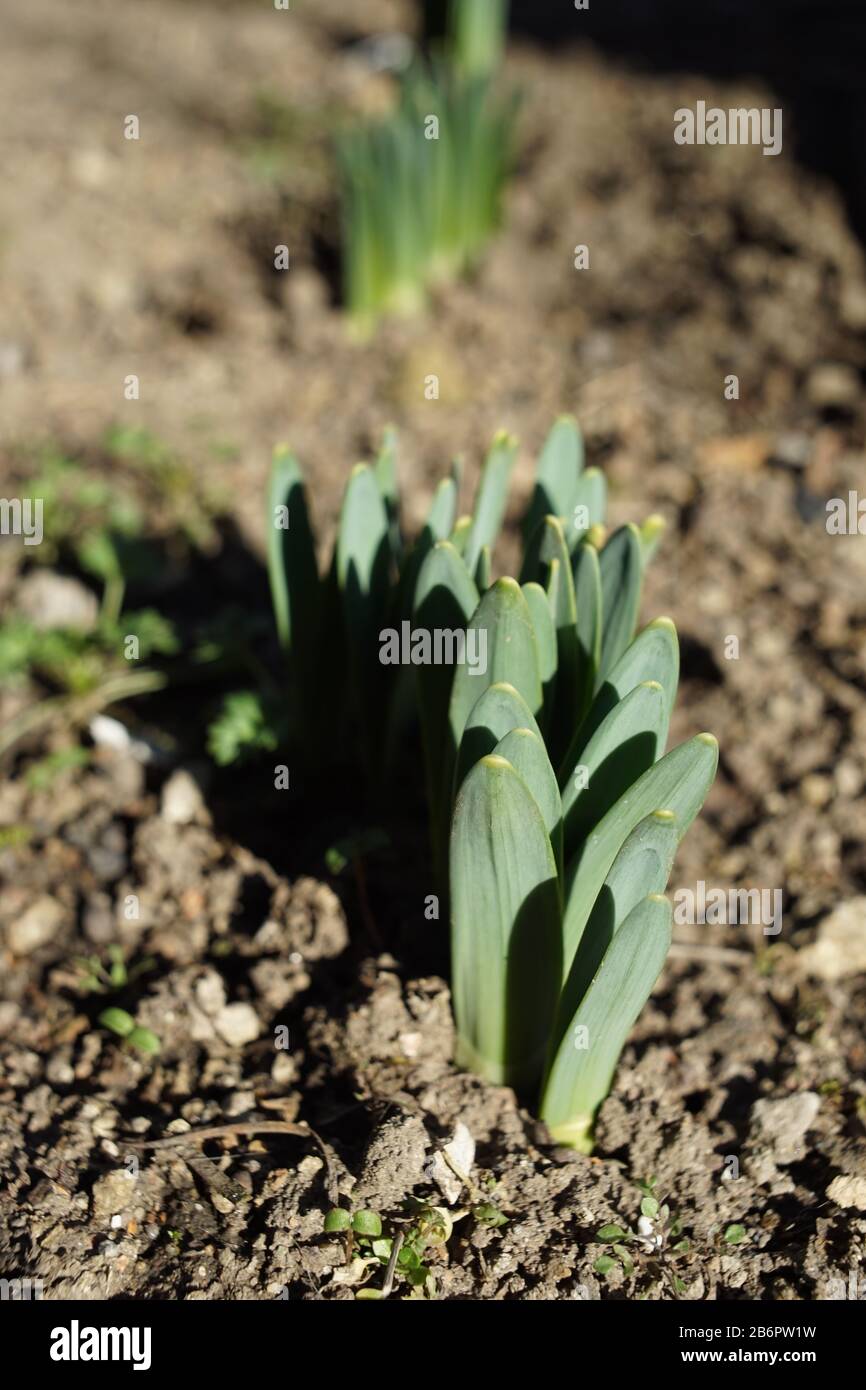 Small green sprouts of daffodils flowers grow in the ground of a sunny garden in spring Stock Photo