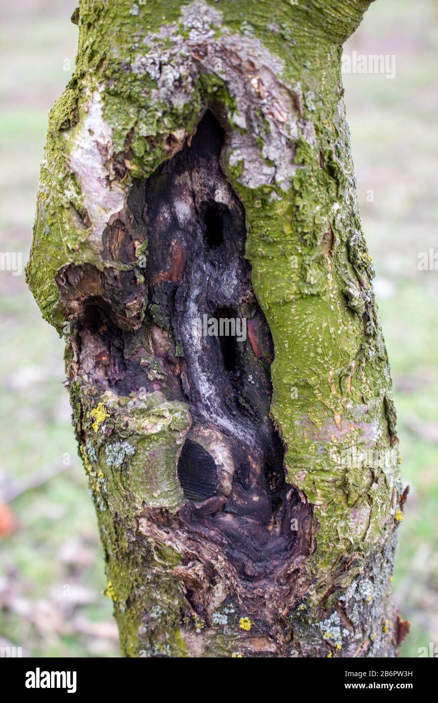 Fruit tree disease black cancer caused by the fungus sphaeropsis malorum peck damages the tree trunk of the apple tree and needs immediate treatment. Stock Photo