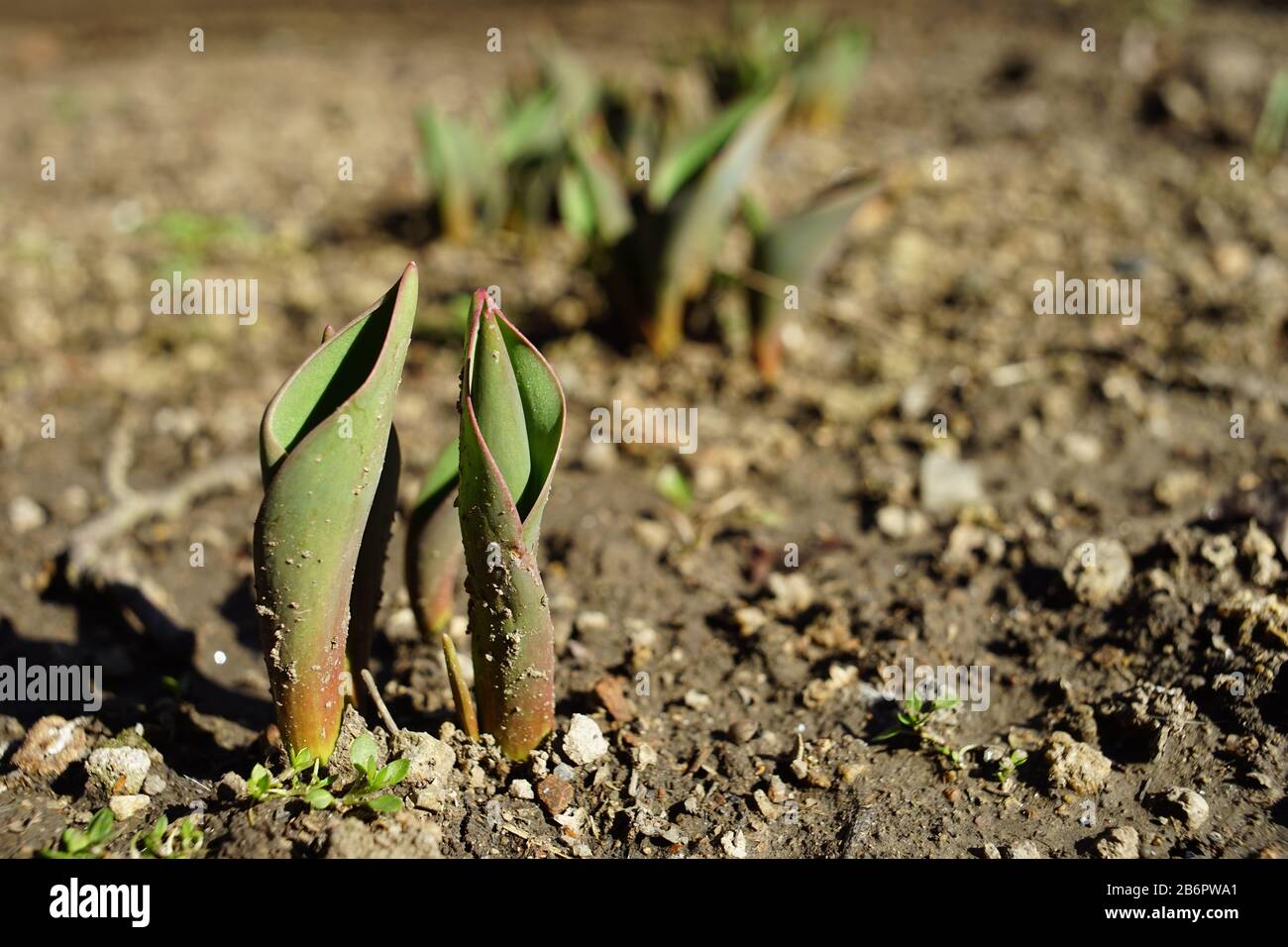Small green sprouts of tulip flowers grow in the ground of a sunny garden in spring Stock Photo