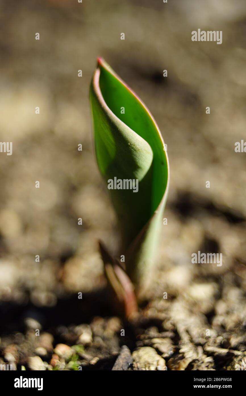 Little green sprout of tulip flower grow in the sunny garden. Stock Photo