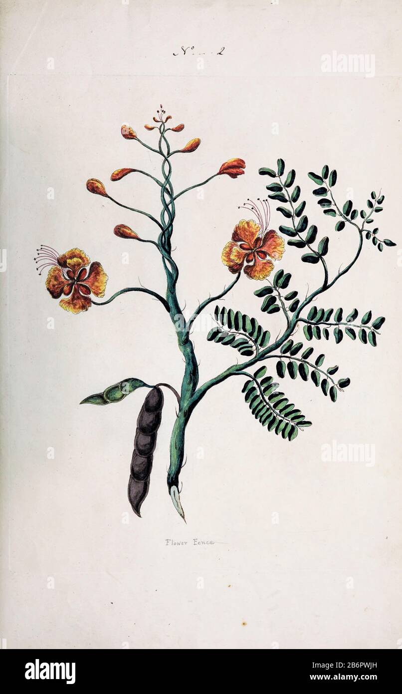 Flower Fence (Poinciana pulcherrima) from the Collection of Exotics from the Island of Antigua. By a Lady from the second edition of Naauwkeurige Waarneemingen omtrent de veranderingen van veele Insekten (Accurate Descriptions of the Metamorphoses of Insects), J. Sluyter, Amsterdam, 1774. For the second edition, M. Houttuyn added another eight plates to the original 25. Stock Photo
