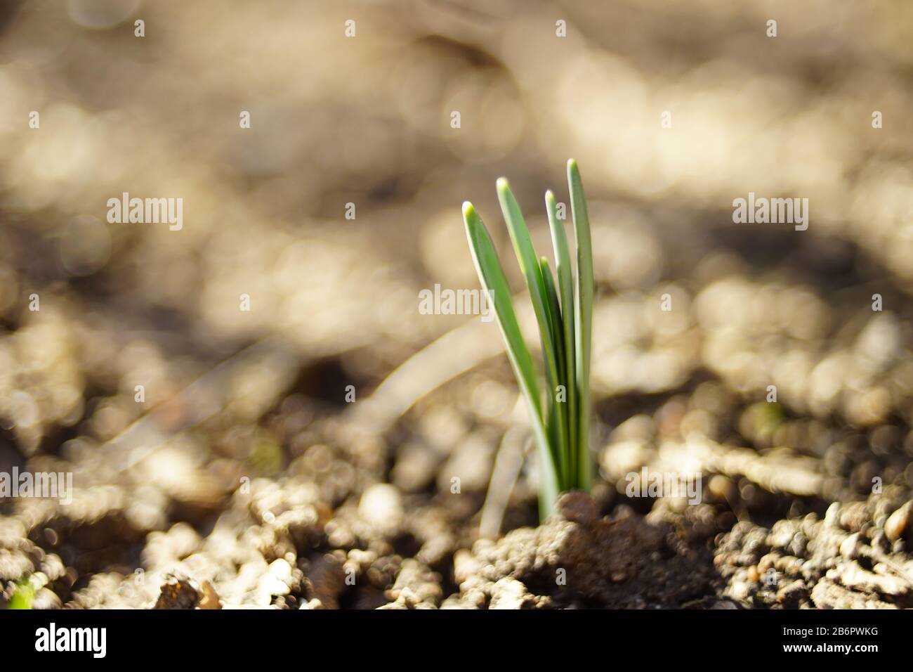 Fresh green sprouts of daffodil flowers grow in the sunny garden in spring Stock Photo