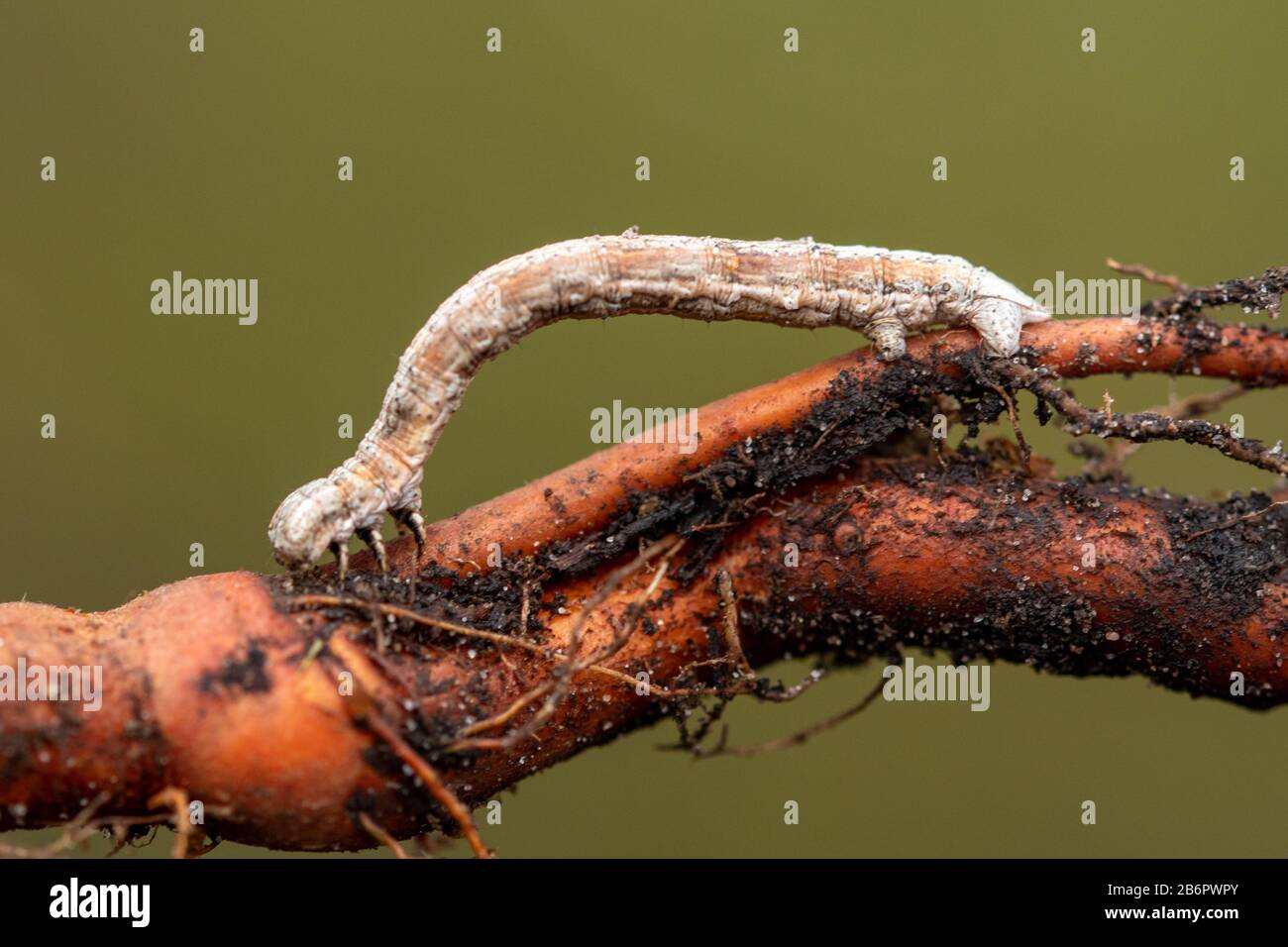 A geometrid moth larva, also called a looper caterpillar or inchworm Stock Photo