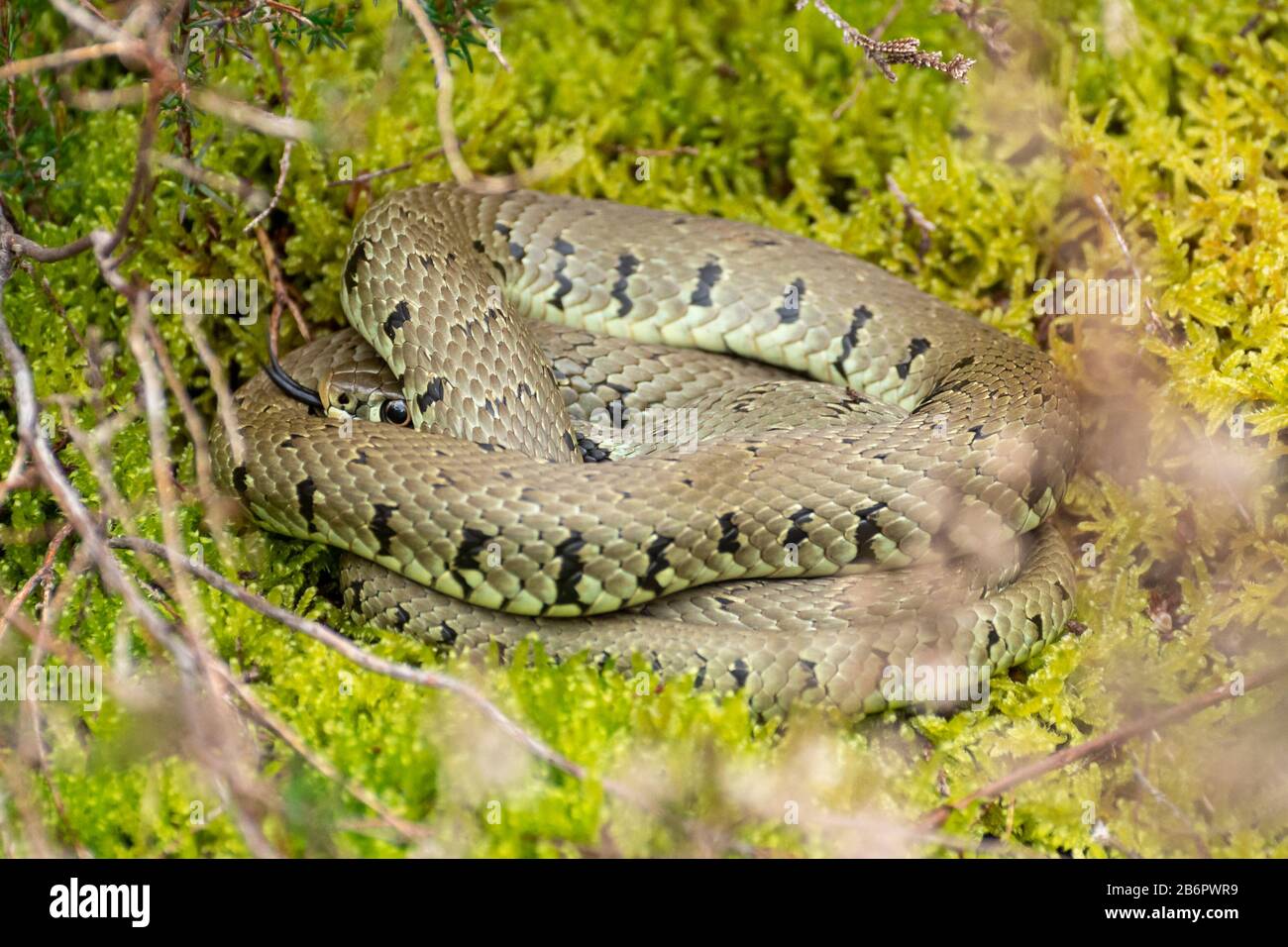 Barred grass snake (Natrix helvetica) basking on moss in heathland habitat, Hampshire, UK, during March Stock Photo