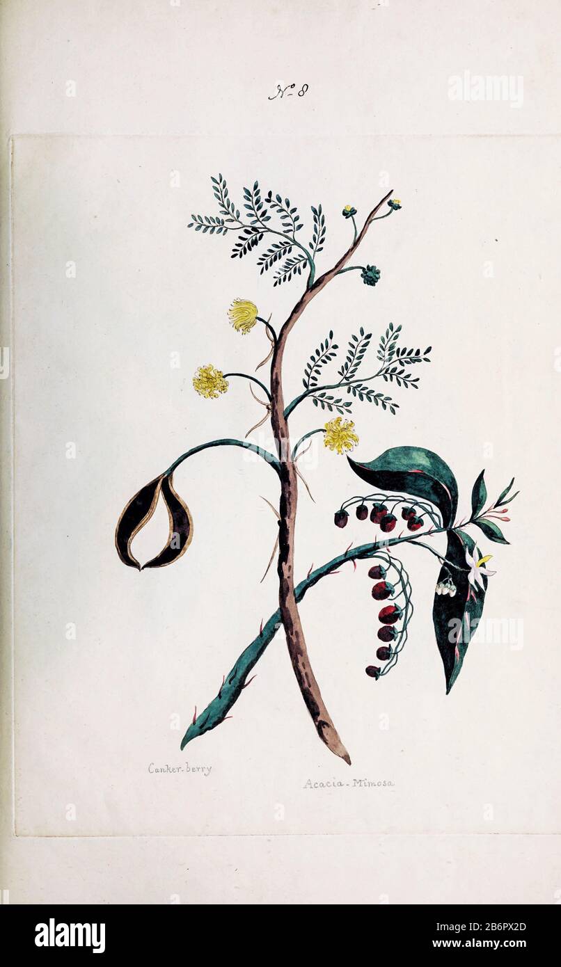 Acacia bush Acacia Mimosa and Cankerberry (Solanum virginiacum syn Solanum bahamense) from a Collection of Exotics from the Island of Antigua. By a Lady from the second edition of Naauwkeurige Waarneemingen omtrent de veranderingen van veele Insekten (Accurate Descriptions of the Metamorphoses of Insects), J. Sluyter, Amsterdam, 1774. For the second edition, M. Houttuyn added another eight plates to the original 25. Stock Photo