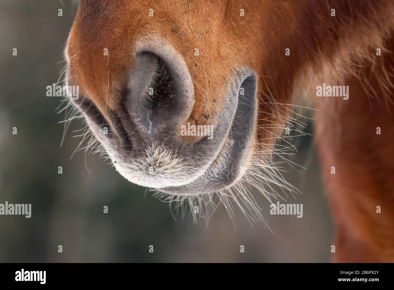 Nez de cheval hires stock photography and images Alamy