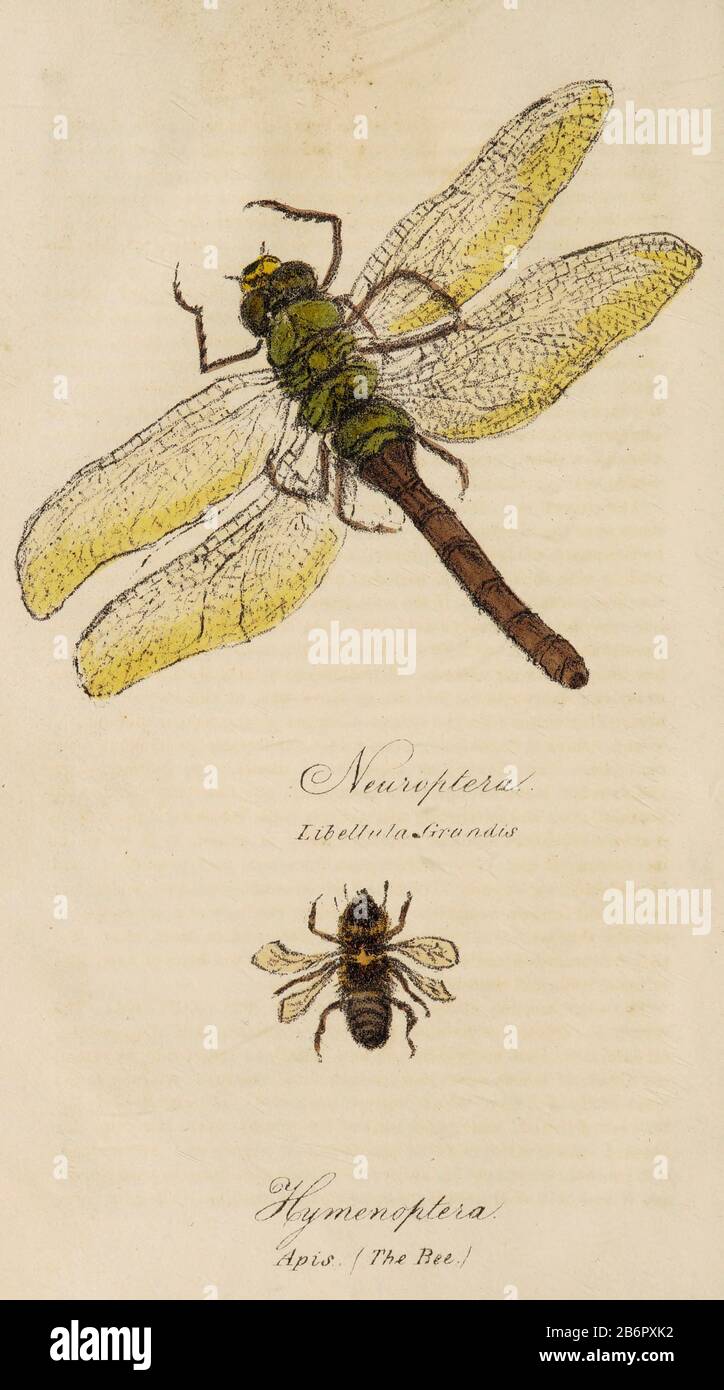 Hand painted print of insects from 'Lectures on Entomology' by John Barlow Burton Published in London in 1837 by Simpkin and Marshall Stock Photo