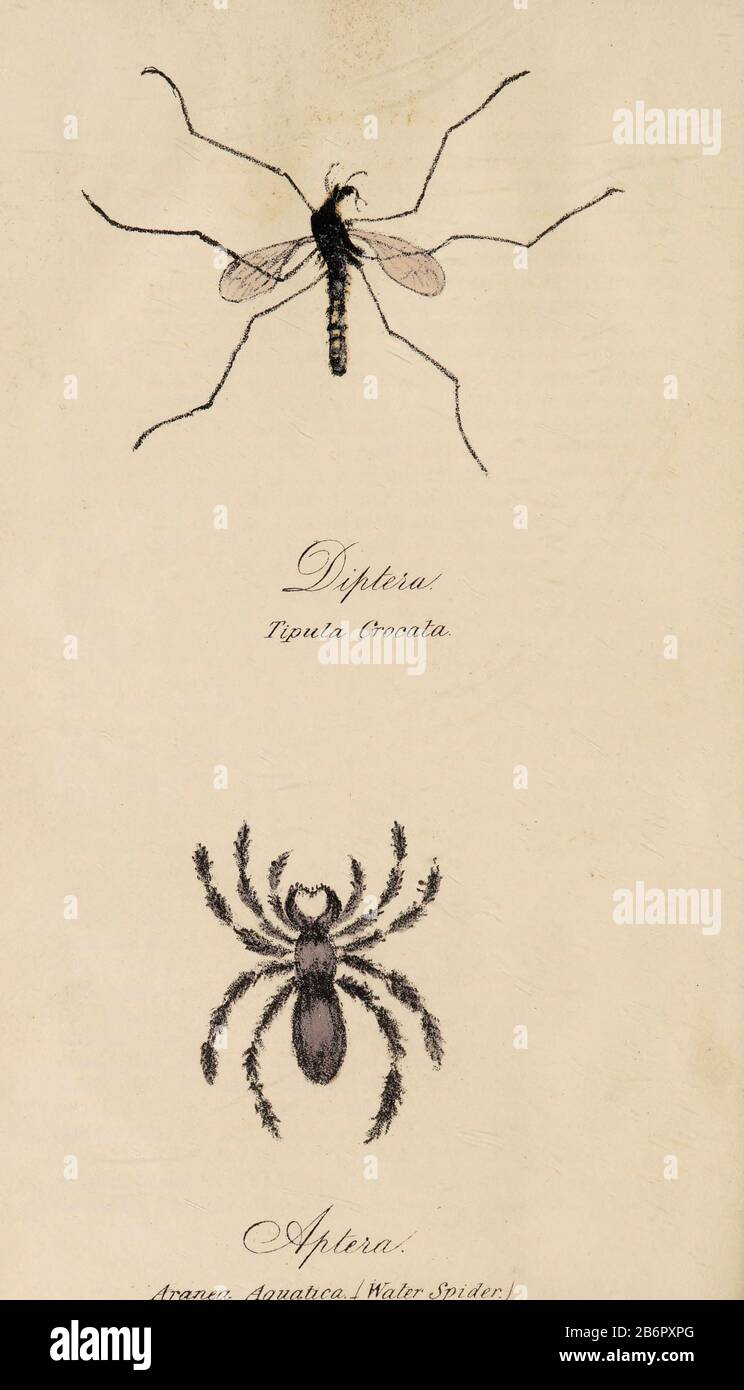 Hand painted print of insects from 'Lectures on Entomology' by John Barlow Burton Published in London in 1837 by Simpkin and Marshall Stock Photo