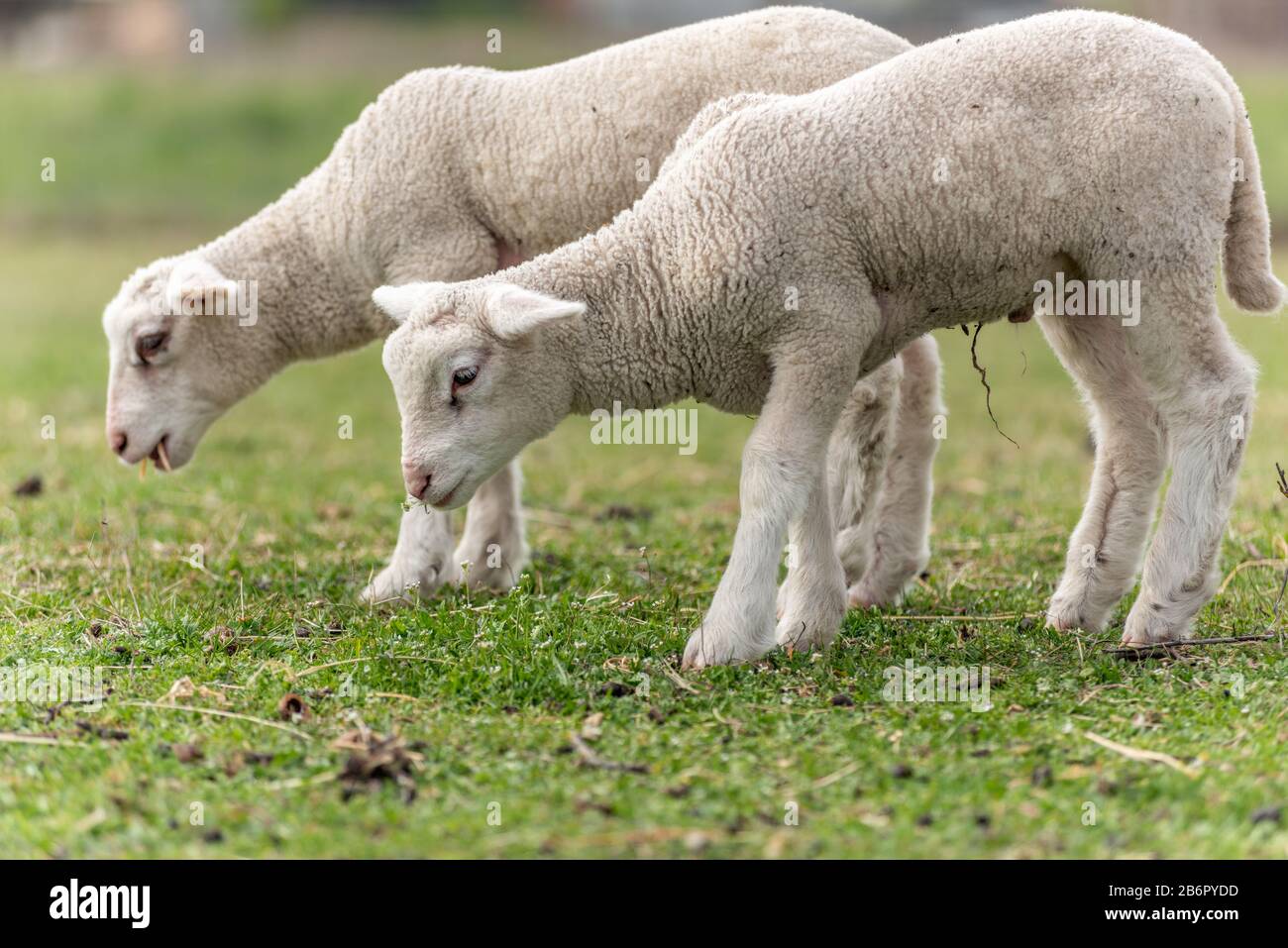 Agneau dans un pâturage au printemps Stock Photo