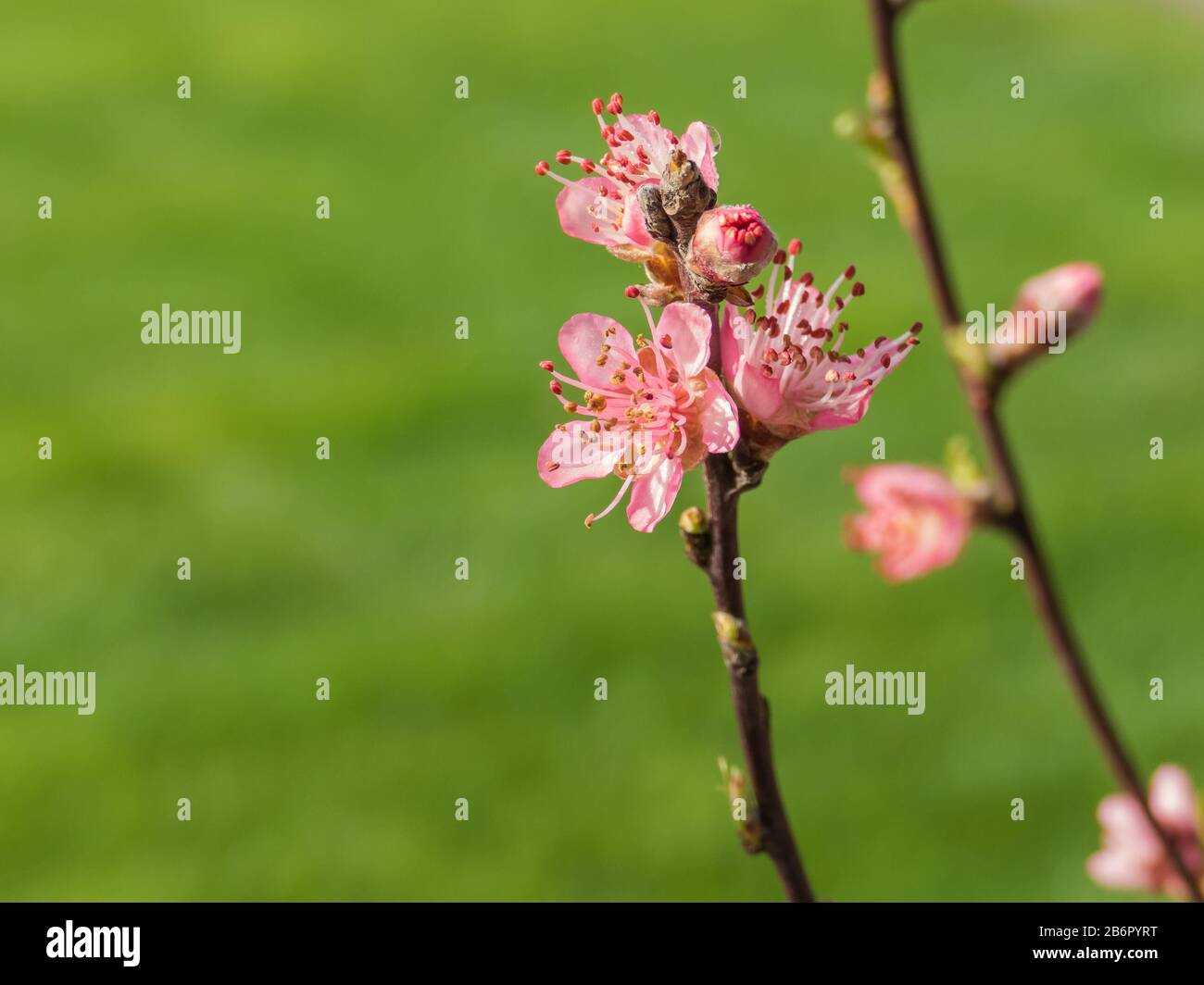 closeup view peach tree pink flowers with morning sunlight prunus persica Rosaceae Stock Photo