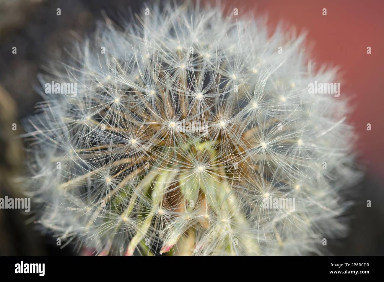 Blooming dandelion. Close-up of white fluff. Stock Photo