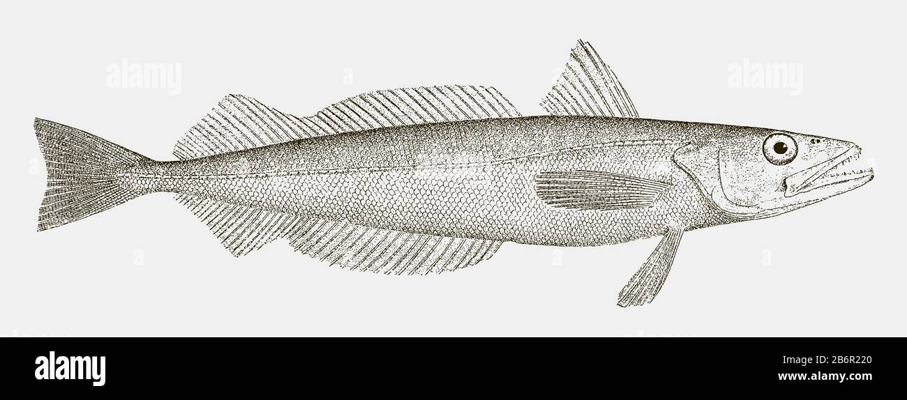 Silver hake or new england hake, merluccius bilinearis, a fish from the northwest atlantic ocean in side view Stock Vector