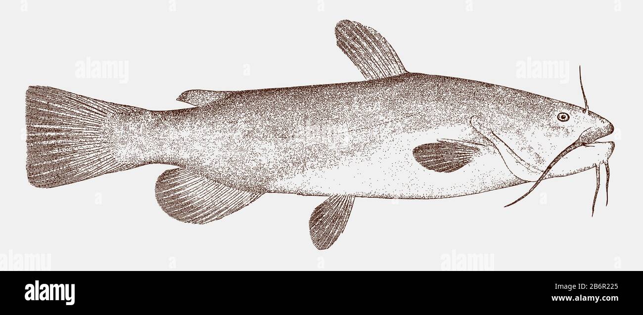 Brown bullhead, ameiurus nebulosus, a catfish from north america in side view Stock Vector