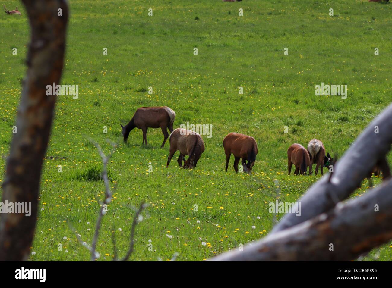 A herd of elk grazing on a lush green field. High quality photo Stock Photo