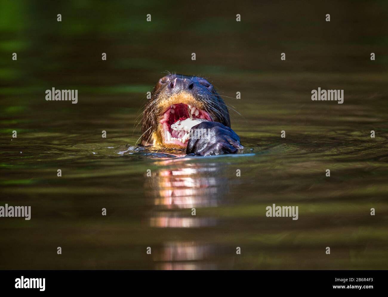 Giant otter is eating fish in water. Close-up. Brazil. Pantanal