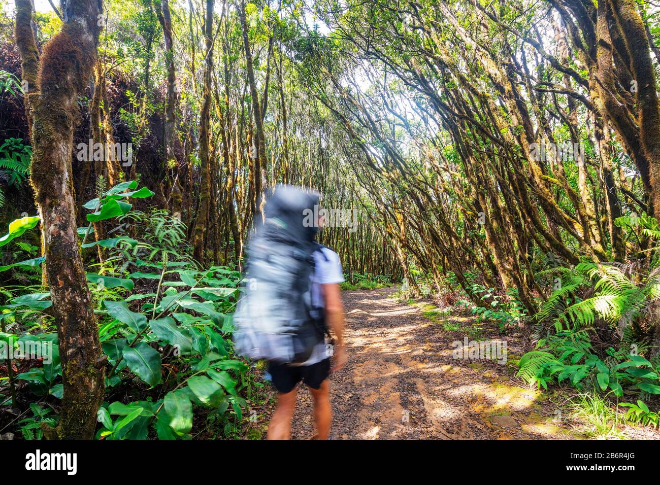 United States of America, Hawaii, Kauai island, Kokee state park